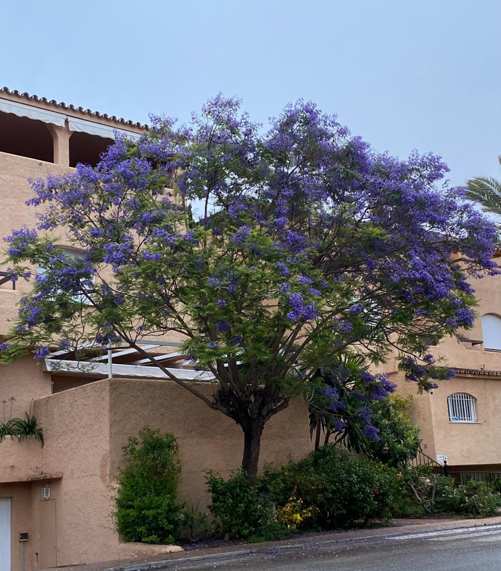 Apartamento Hacienda El Palmeral Puerto Banus ماربيا المظهر الخارجي الصورة